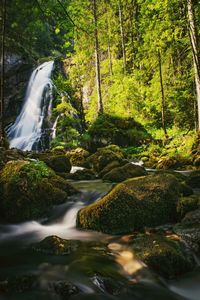 Scenic view of waterfall in forest