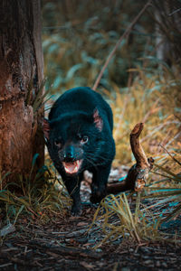 Portrait of black cat in forest