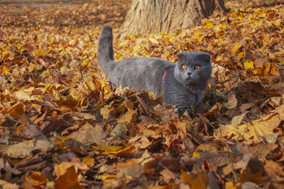 View of cat on dry leaves