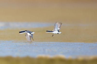 Close-up of birds flying over sea