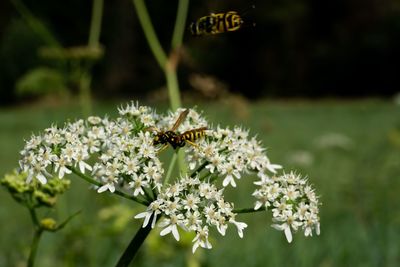 Close-up of insect on flowering plant