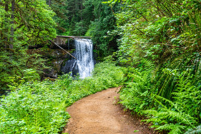 Footpath amidst trees in forest