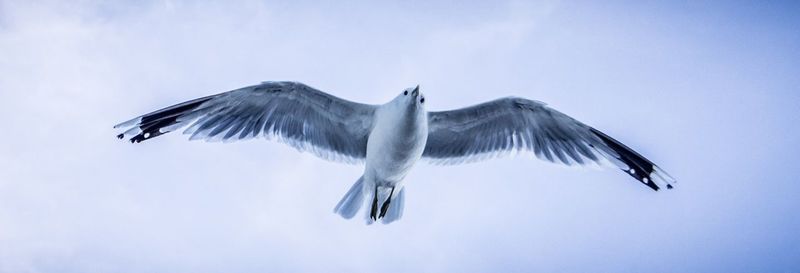 Low angle view of bird flying against blue sky