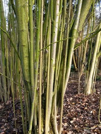 Close-up of bamboo tree