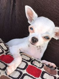 Close-up portrait of dog at home