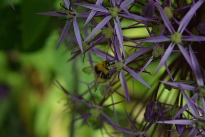 Close-up of bee on flower