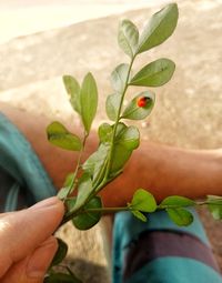 Close-up of hand holding plant