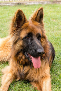 Close-up of a dog looking away