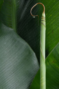 Close-up of leaf