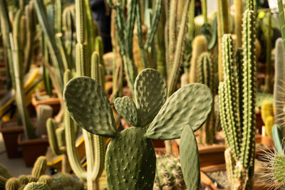 Close-up of plants