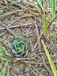 High angle view of succulent plant on field