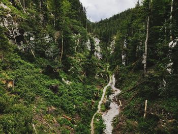 Scenic view of forest against sky