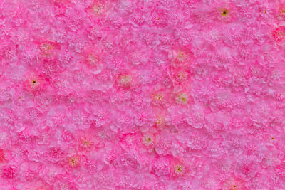 Full frame shot of pink flower petals