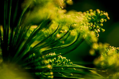 Close-up of flowering plant