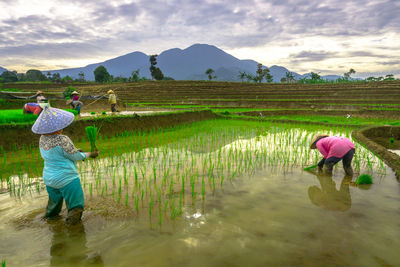 agriculture