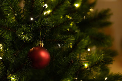 Close-up of christmas tree