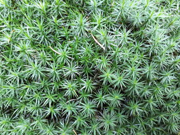 Full frame shot of cactus plants growing on field