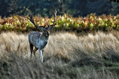 Deer standing in grass