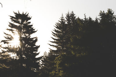 Silhouette trees in forest against clear sky