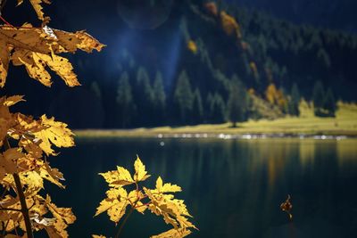 Scenic view of lake in forest