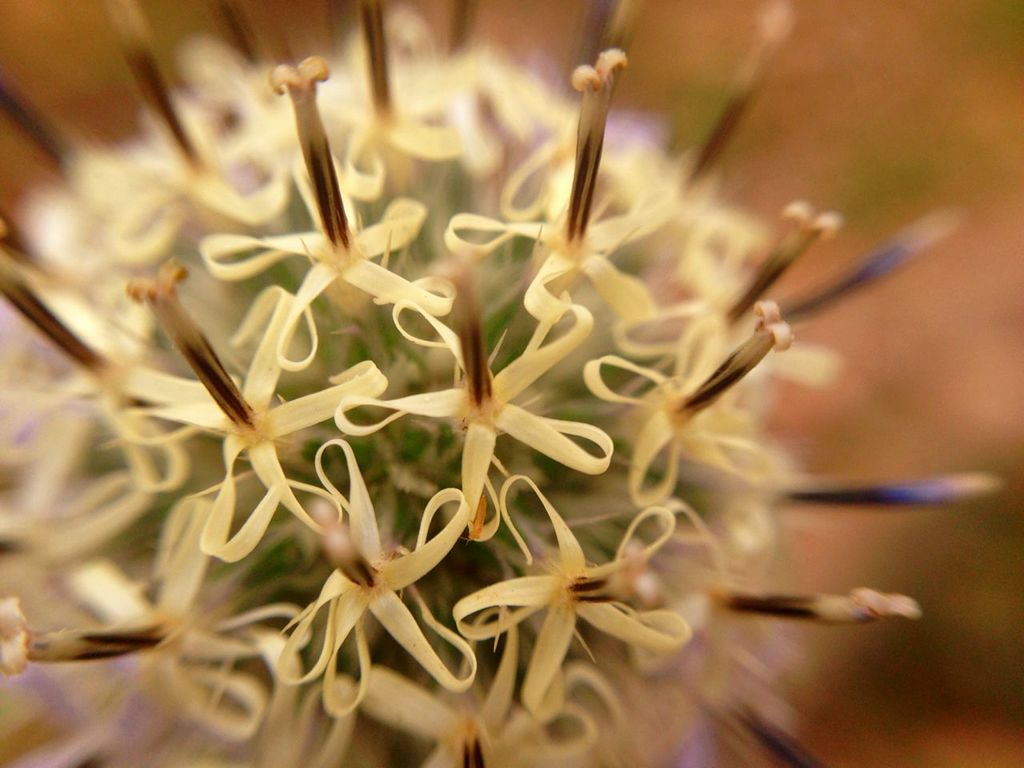 flower, freshness, fragility, petal, flower head, growth, close-up, beauty in nature, focus on foreground, nature, selective focus, plant, blooming, pollen, white color, in bloom, blossom, stamen, botany, single flower