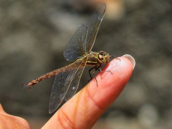 Close-up of hand holding insect