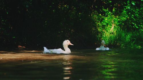 Swan swimming in lake