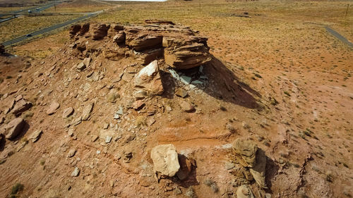 High angle view of lizard on rock