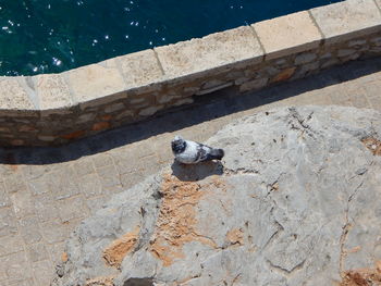 High angle view of bird perching on ground