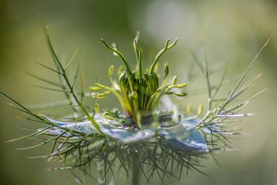 Close-up of white flowering plant