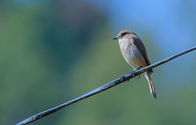 Close-up of bird perching on plant