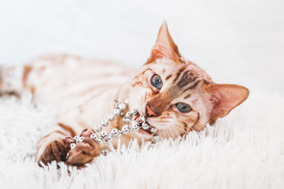 Young beautiful bengal cat is playing with silver beads on white soft fluffy plaid.