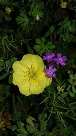 Close-up of flowers blooming outdoors