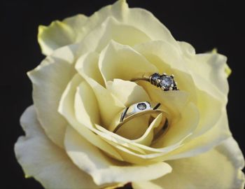 Close-up of white rose against black background