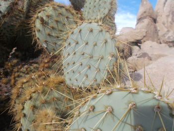 Close-up of cactus plant