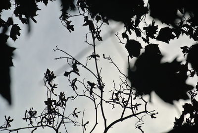 Low angle view of silhouette trees against sky