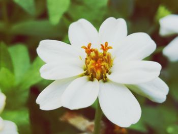 Close-up of white flowering plant