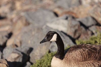 Close-up of canada goose 