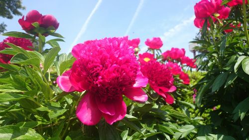 Close-up of pink flowers