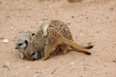 Three meerkats playing