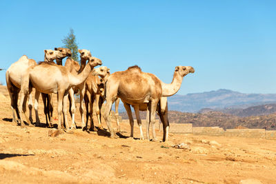 Horses in a desert