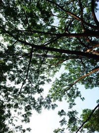 Low angle view of trees against sky