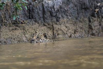 Close-up of tiger