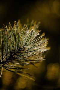 Close-up of plant on field