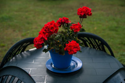Close-up of potted geranium on table at grassy field