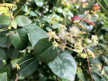 Close-up of flowering plant