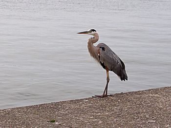 High angle view of gray heron perching on the lake