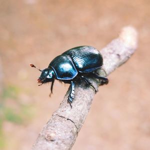 Close-up of insect