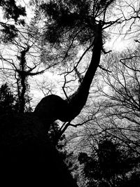 Low angle view of silhouette bare tree in forest