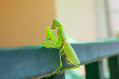 Close-up of insect on leaf